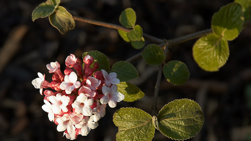 Viburnum carlesii kwiaty