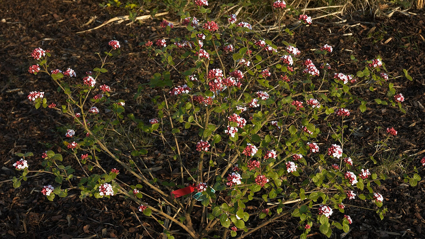 Viburnum carlesii krzewy soliterowe
