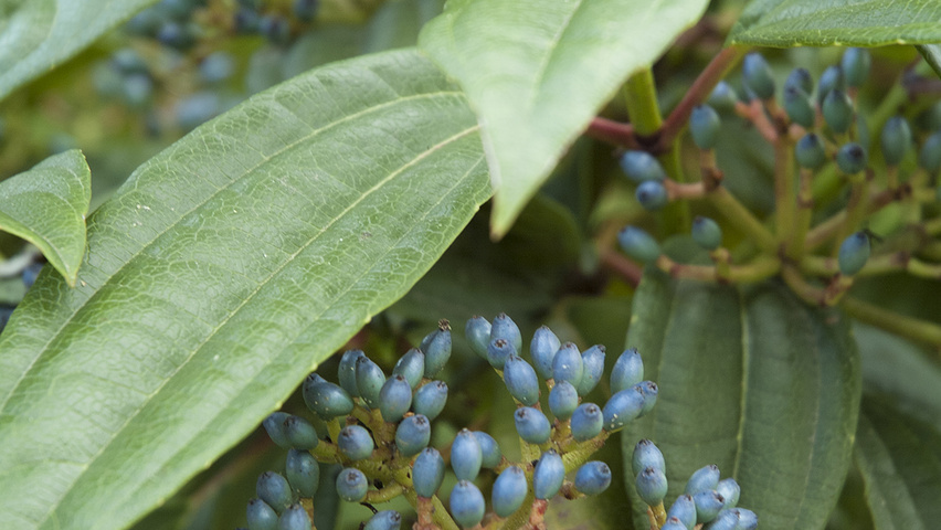 Viburnum davidii vrucht