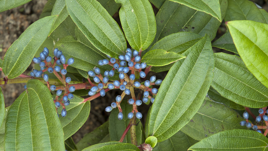 Viburnum davidii blad