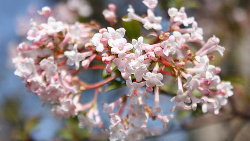 Viburnum farreri bloem