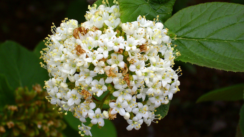 Viburnum lantana flowers