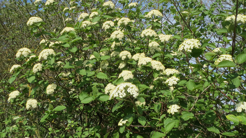 Viburnum lantana flowers