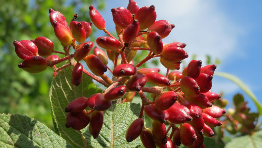 Viburnum lantana fruits
