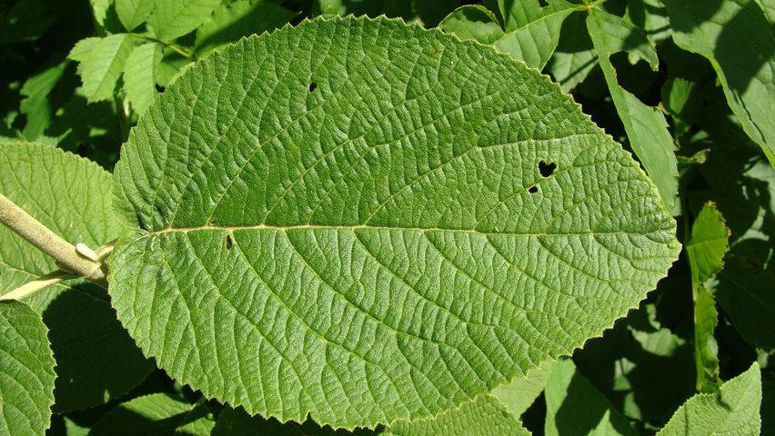 Viburnum lantana leaves