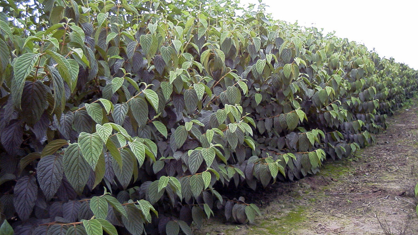 Viburnum lantana solitary shrubs