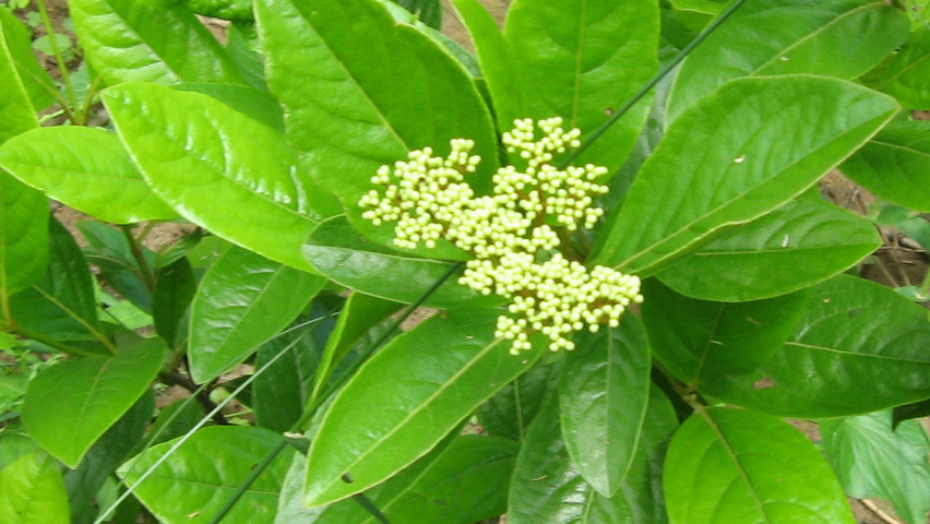 Viburnum nudum leaves