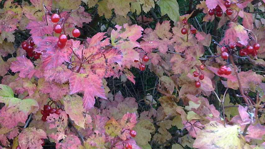 Viburnum opulus Herbstblatt