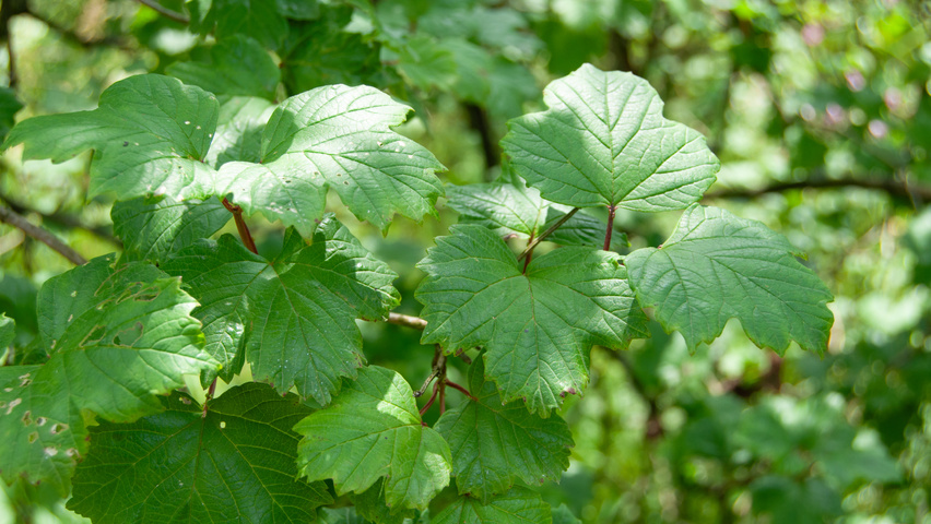 Viburnum opulus 'Compactum' blad