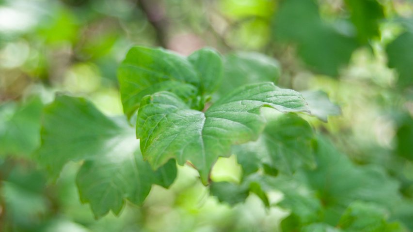 Viburnum opulus 'Compactum' blad
