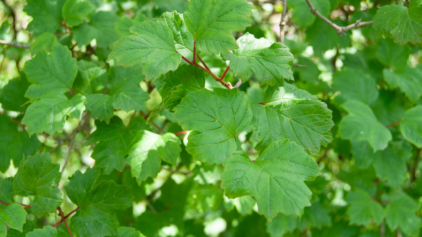 Viburnum opulus 'Compactum' blad