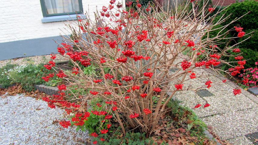 Viburnum opulus 'Compactum' solitair heesters