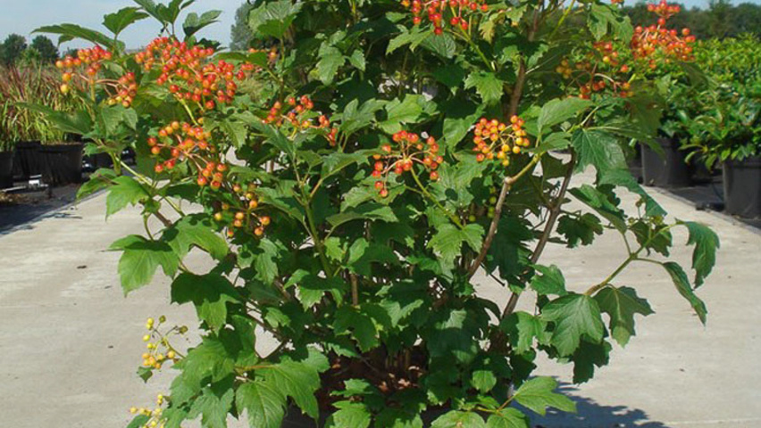 Viburnum opulus 'Compactum' solitair heesters