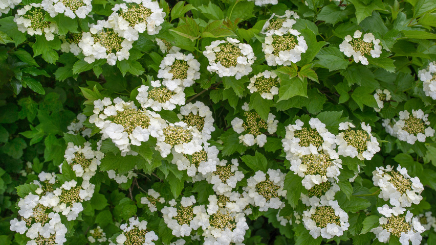 Viburnum opulus Blumen