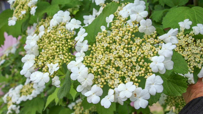 Viburnum opulus Blumen