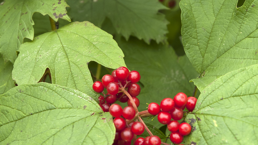 Viburnum opulus Frucht
