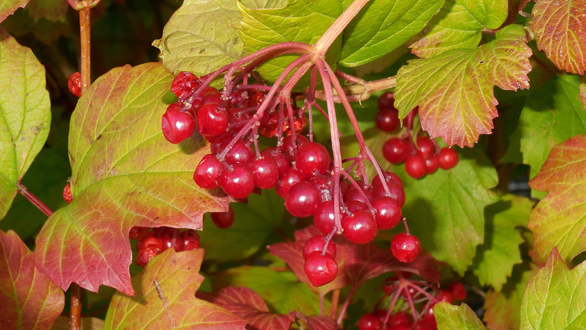 Viburnum opulus Frucht