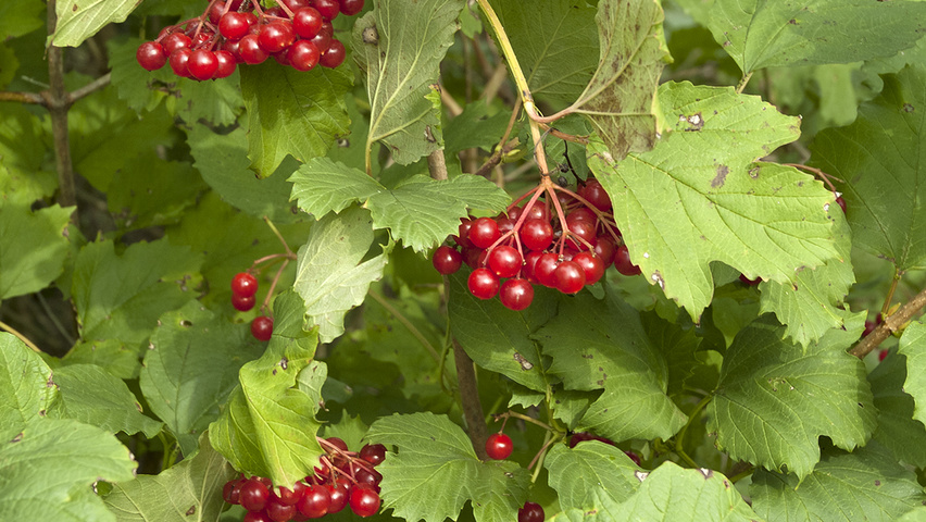 Viburnum opulus Blatt