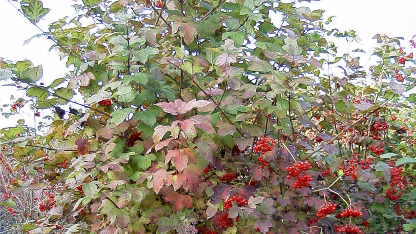 Viburnum opulus Forstpflanzen