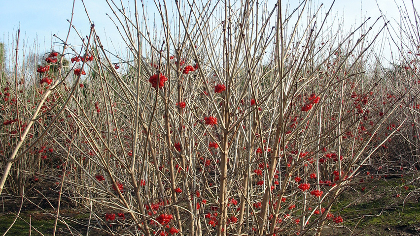 Viburnum opulus Forstpflanzen
