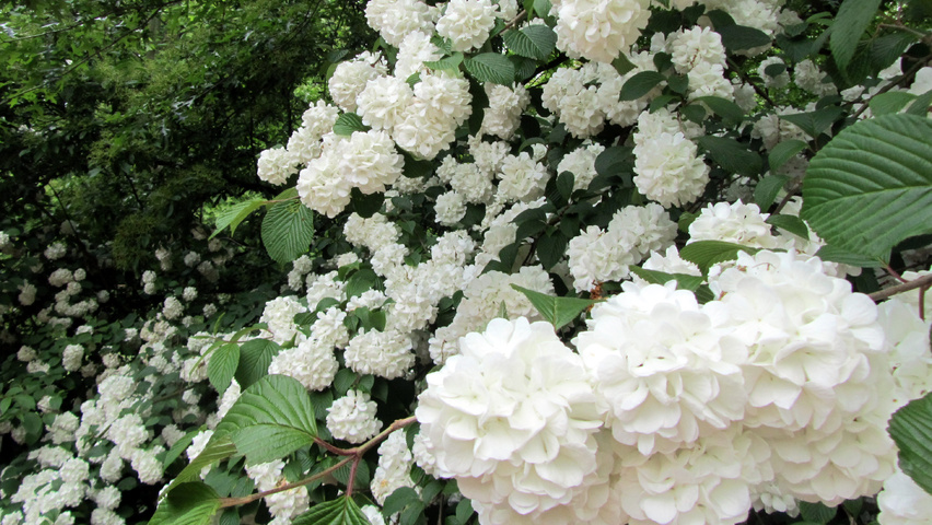 Viburnum opulus 'Roseum' bloem