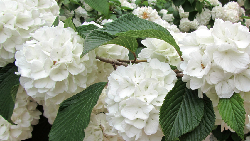 Viburnum opulus 'Roseum' bloem
