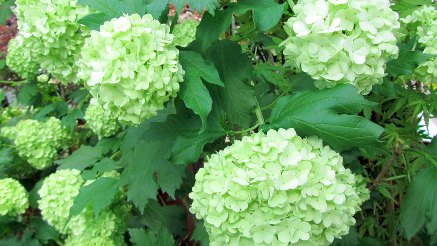 Viburnum opulus 'Roseum' bloem