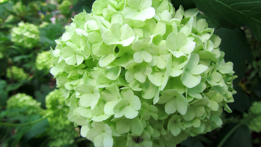Viburnum opulus 'Roseum' bloem