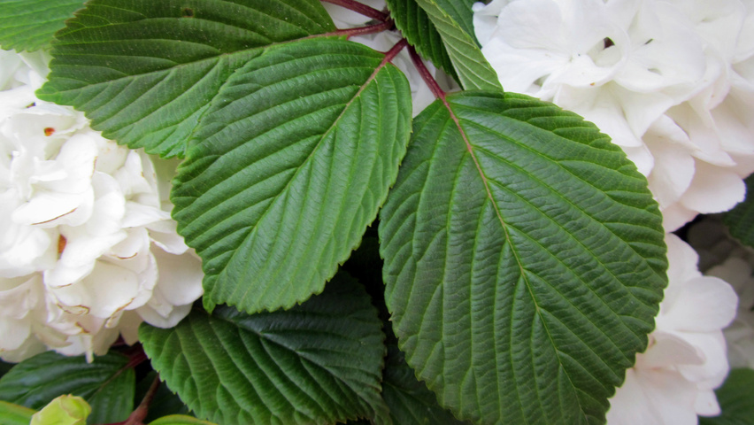Viburnum opulus 'Roseum' blad