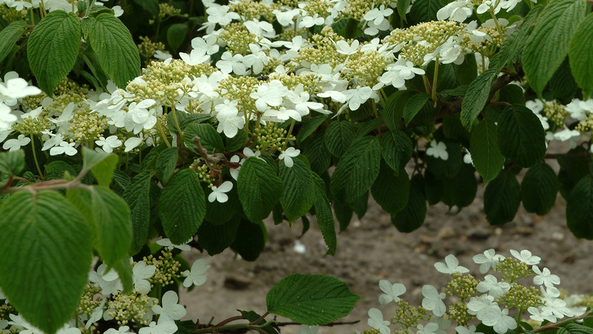 Viburnum plicatum f. tomentosum Blumen