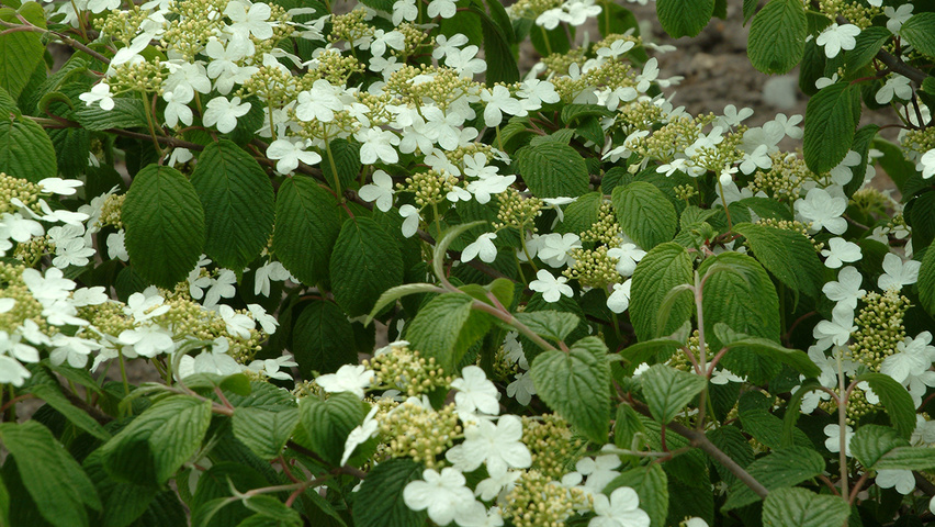 Viburnum plicatum f. tomentosum Blumen