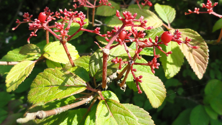 Viburnum plicatum owoce