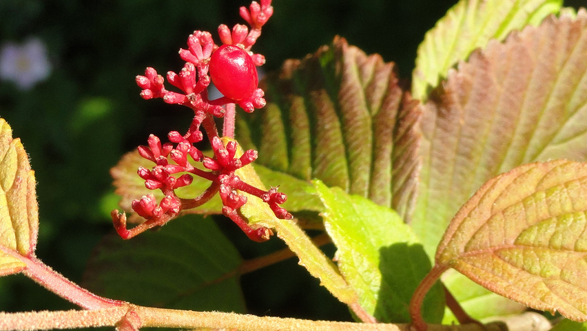 Viburnum plicatum liście