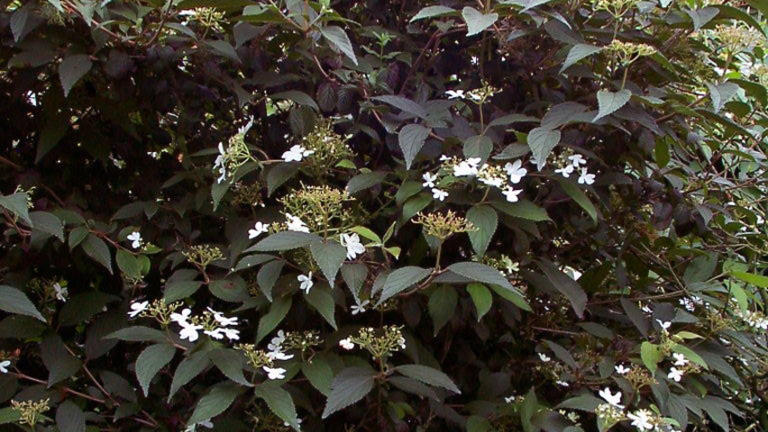 Viburnum plicatum 'Watanabe' solitair heesters