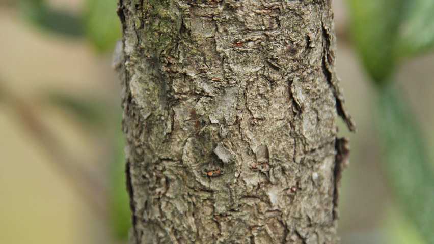 Viburnum 'Pragense' bark