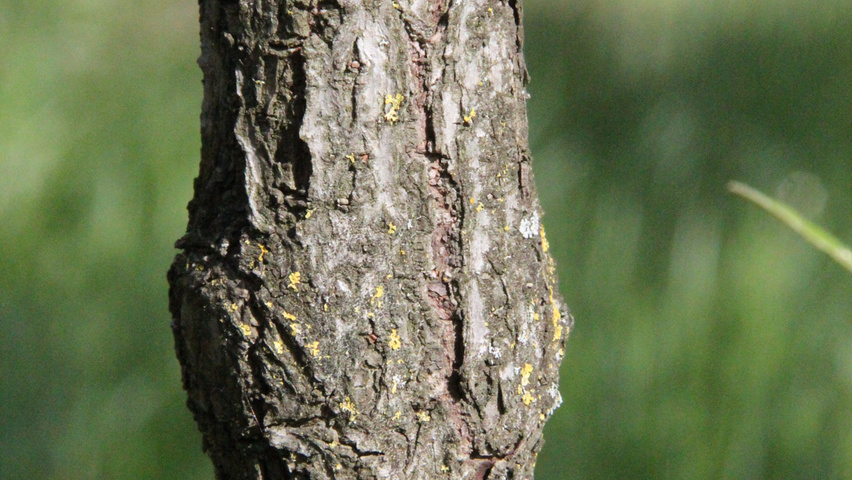 Viburnum 'Pragense' bark