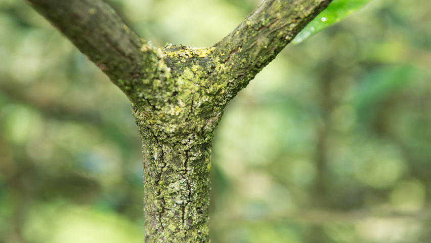 Viburnum 'Pragense' bark