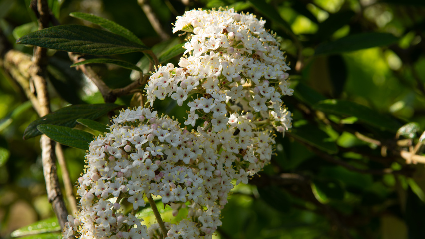 Viburnum 'Pragense' flowers