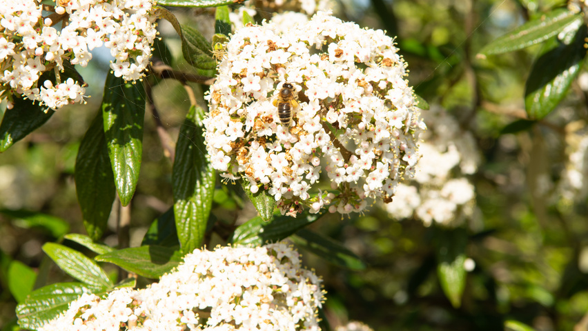 Viburnum 'Pragense' flowers