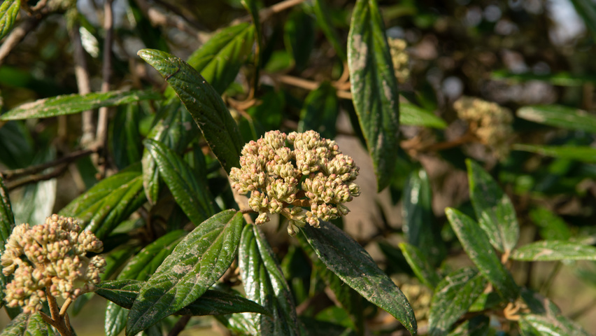 Viburnum 'Pragense' flowers