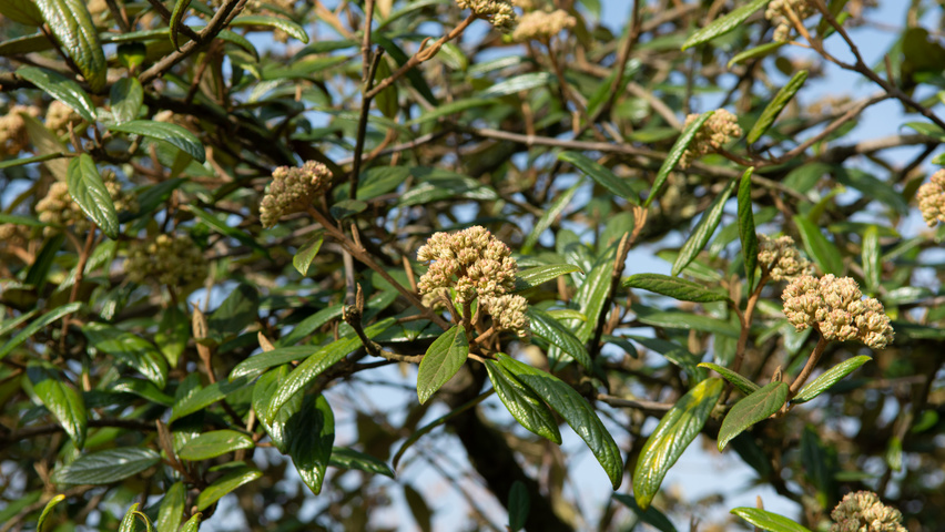 Viburnum 'Pragense' flowers
