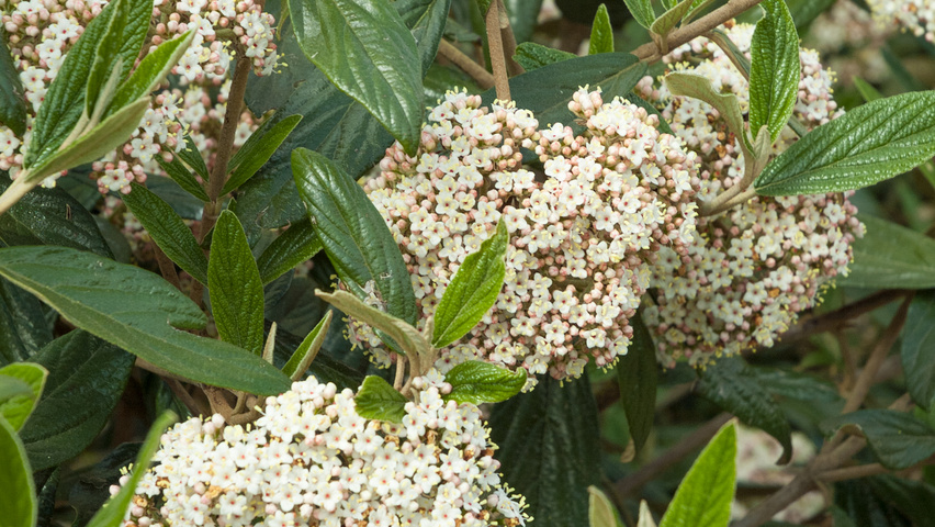 Viburnum 'Pragense' flowers