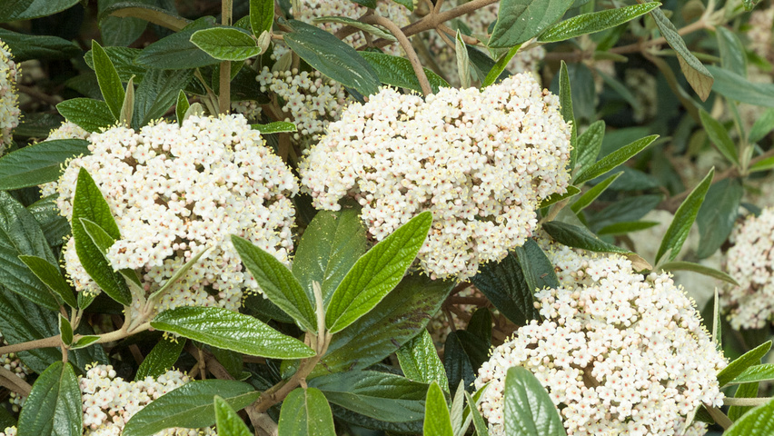 Viburnum 'Pragense' flowers