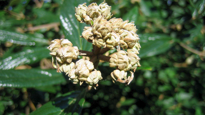 Viburnum 'Pragense' flowers