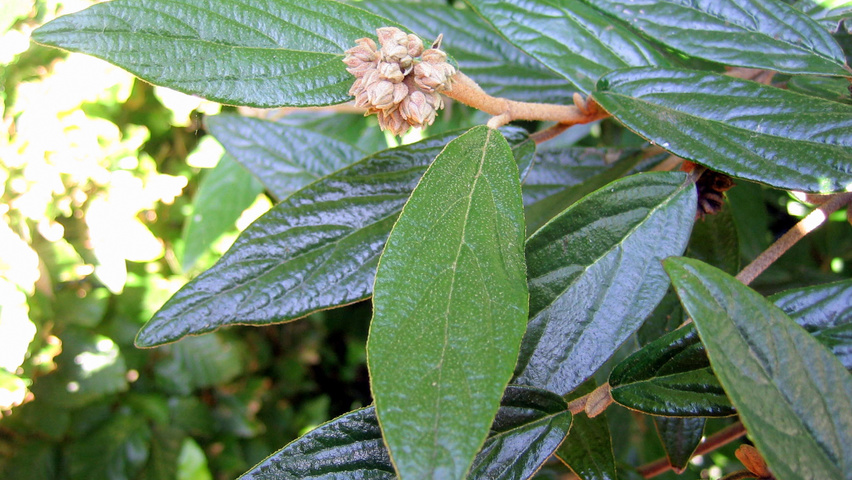 Viburnum 'Pragense' flowers