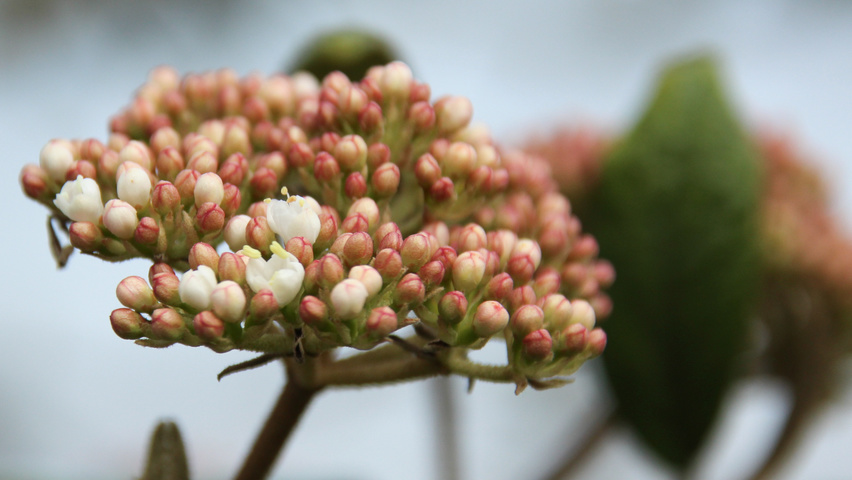 Viburnum 'Pragense' flowers