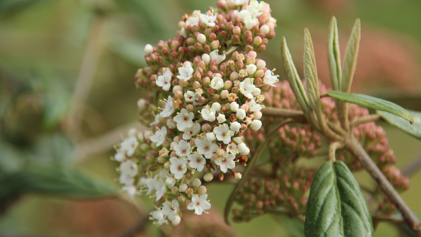 Viburnum 'Pragense' flowers