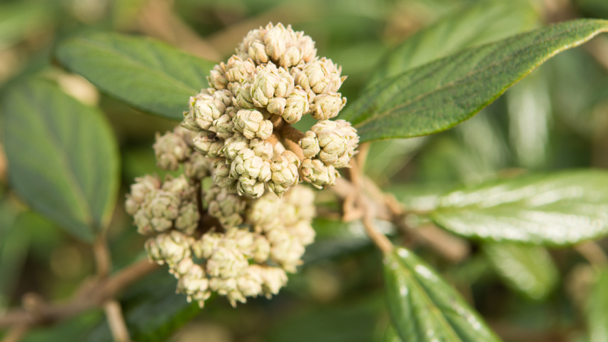 Viburnum 'Pragense' flowers