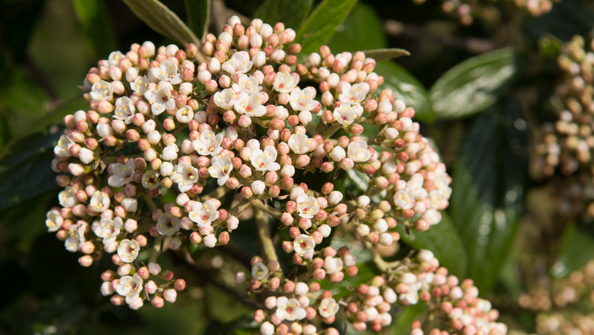 Viburnum 'Pragense' flowers