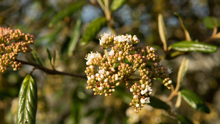 Viburnum 'Pragense' flowers